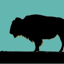 BuffaloTheory